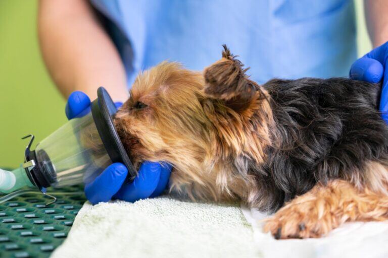 vet