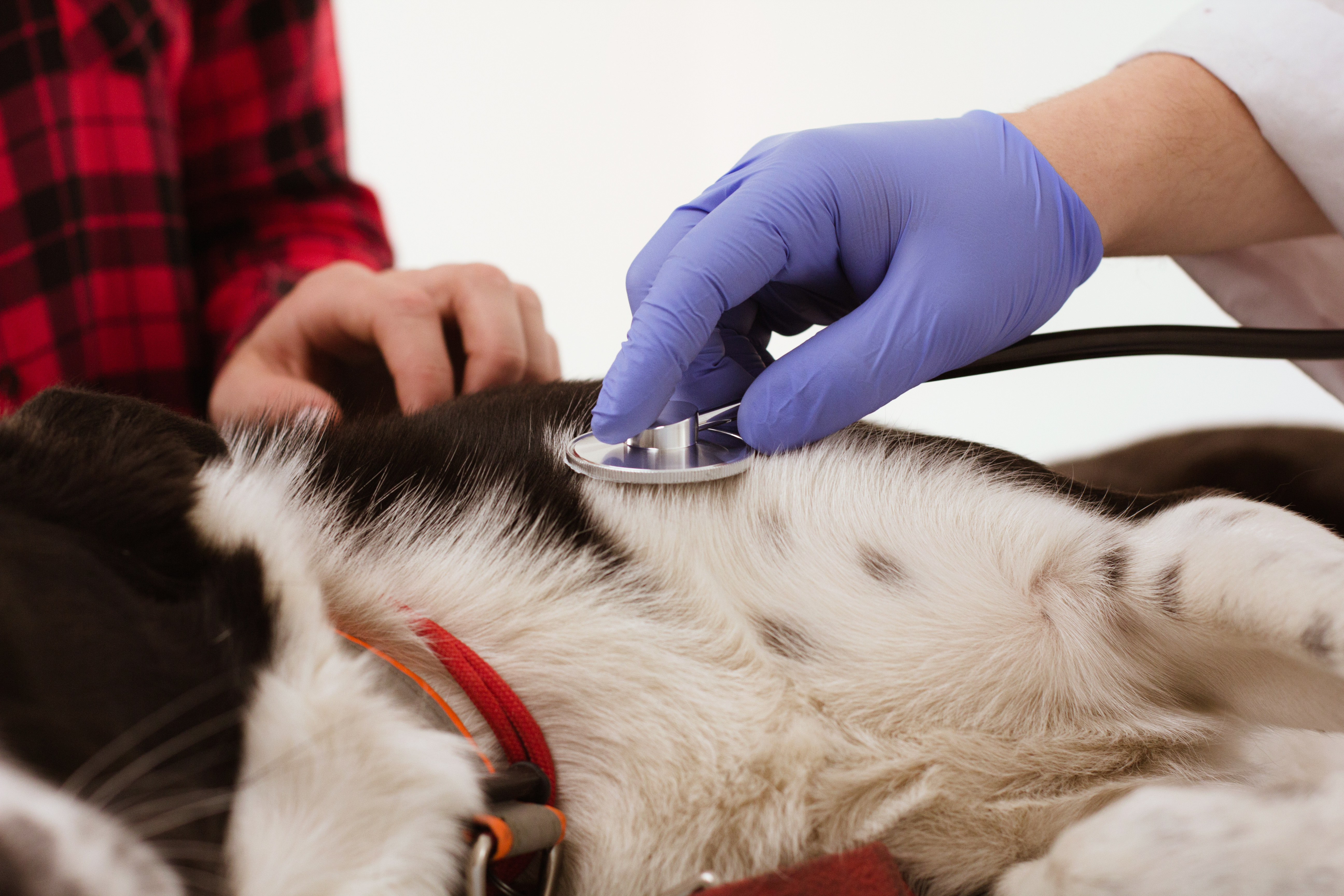veterinario